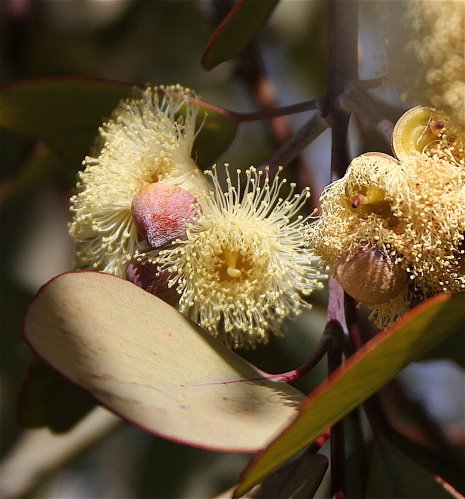 [TTI-Eucalyptus-Nut.jpg]