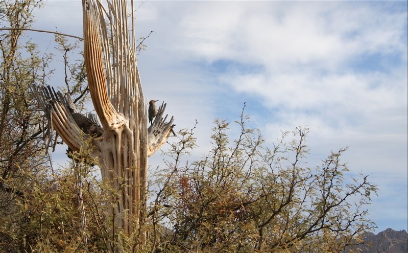 [Woodpecker-Saguaro-Skeleton.jpg]