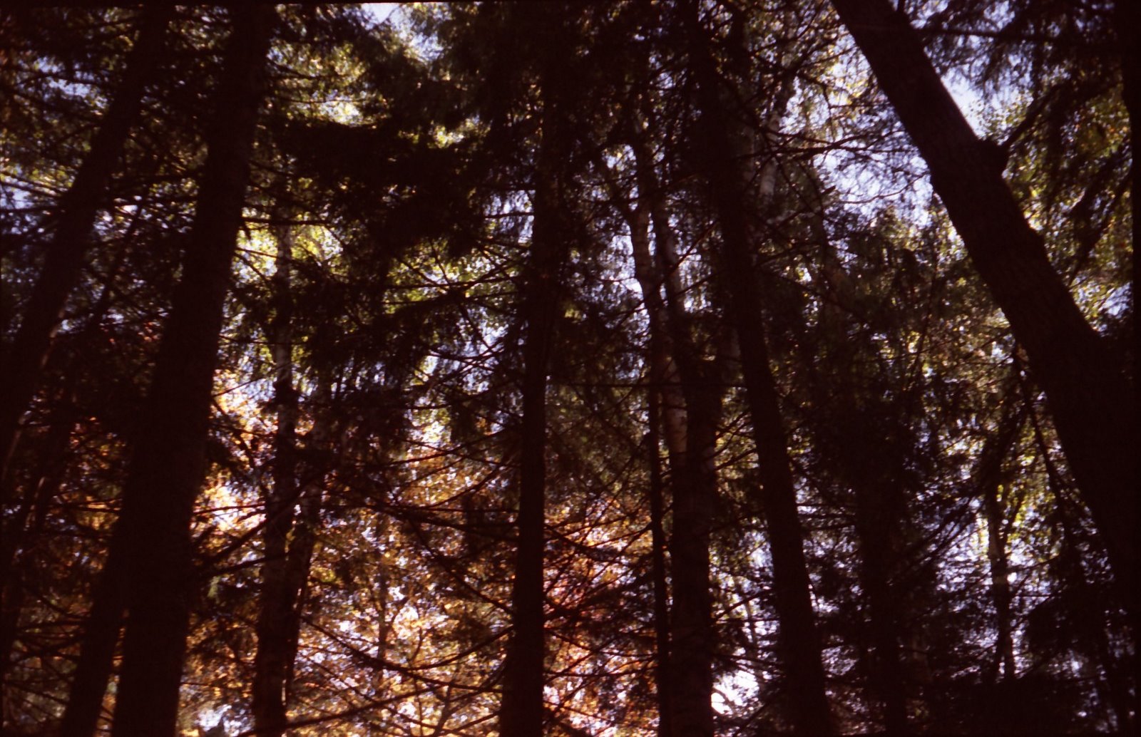 [dark+trees.jpg]