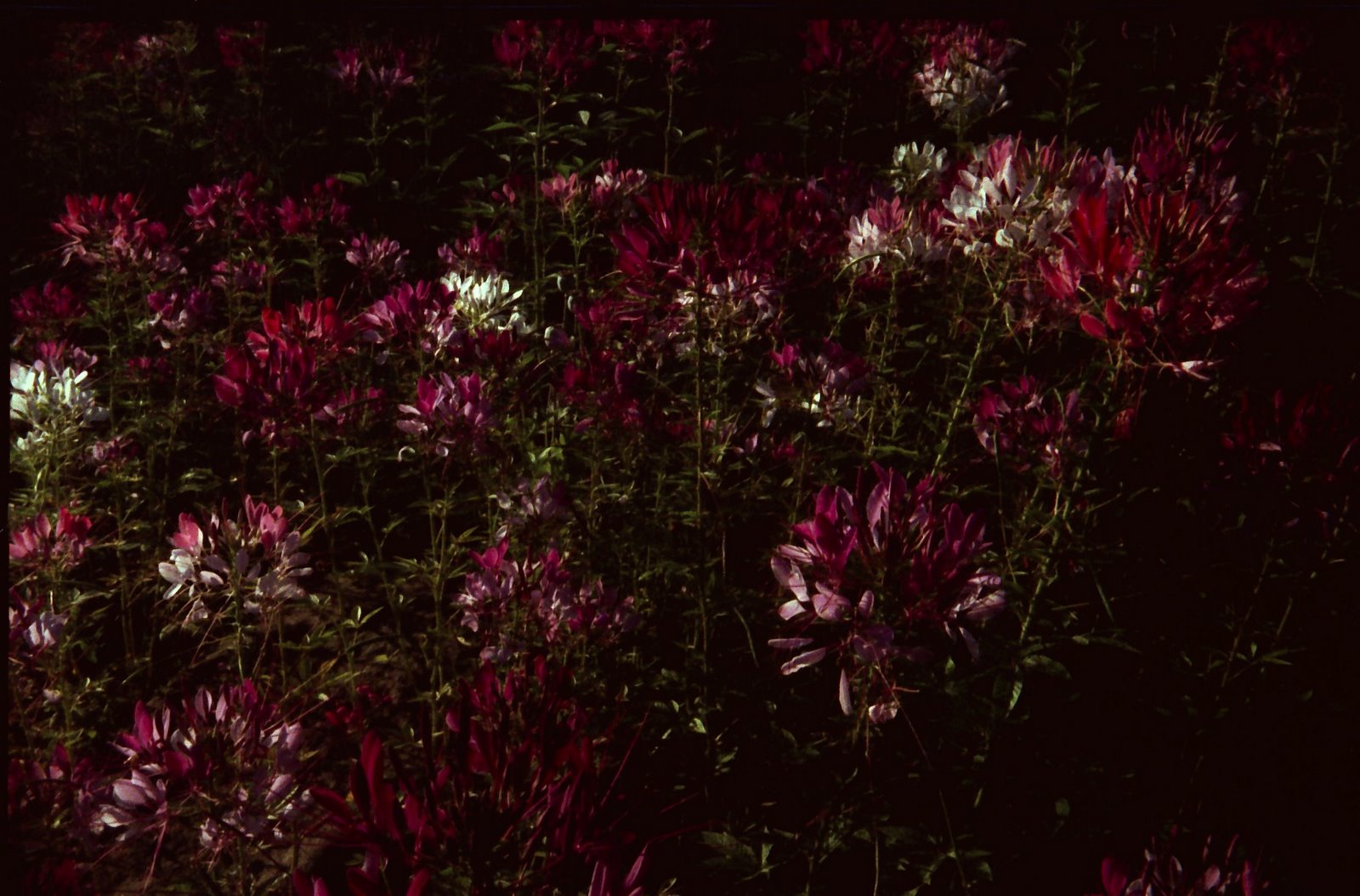 [dark+flowers+2.jpg]