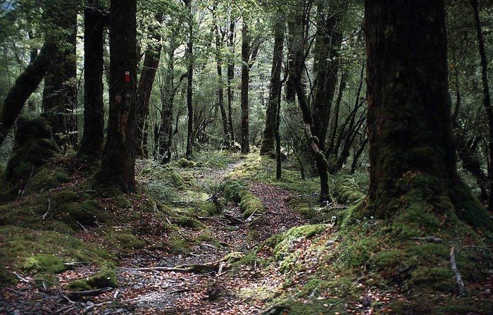 [New_Zealand_forest.jpg]