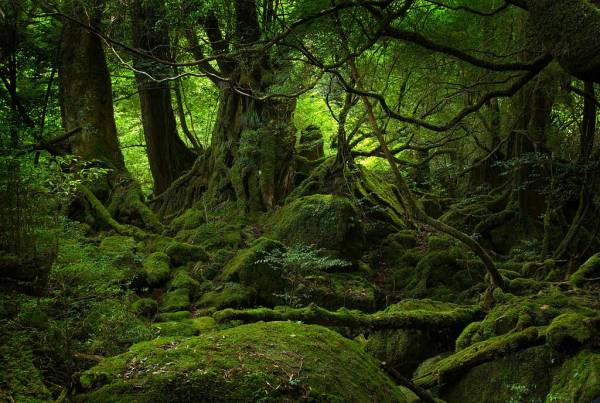 [yakushima_forest_day1_lg.jpg]