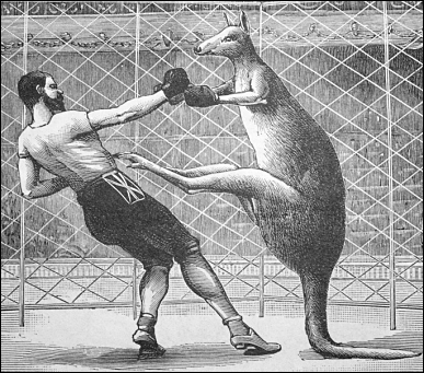 [kangaroo_boxing.png]