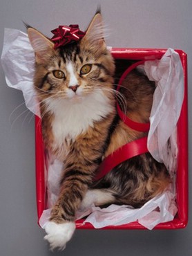 [Cat_gift_on_Christmas.jpg]