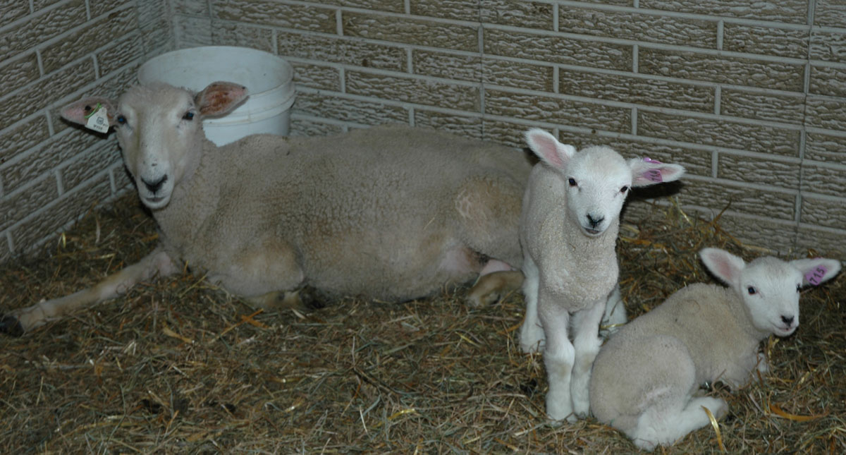 [daireann+and+ram+lambs+apr+23.jpg]