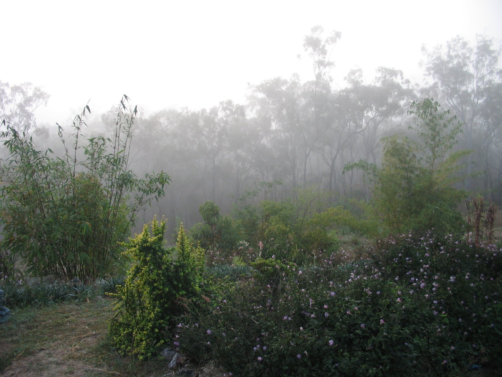 [Garden_in_the_Mist.jpg]