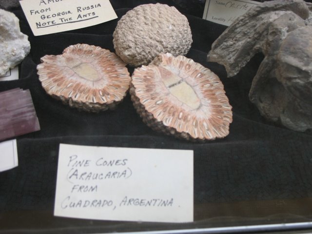 [Araucaria+fossil+cones.JPG]