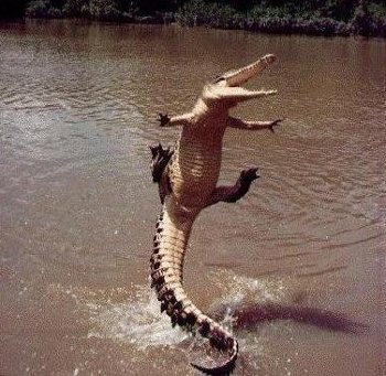 [Leaping+Alligator.jpg]