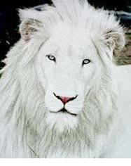 [albino-lion-b.jpg]