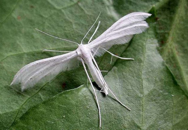 [white-plume-moth2.jpg]