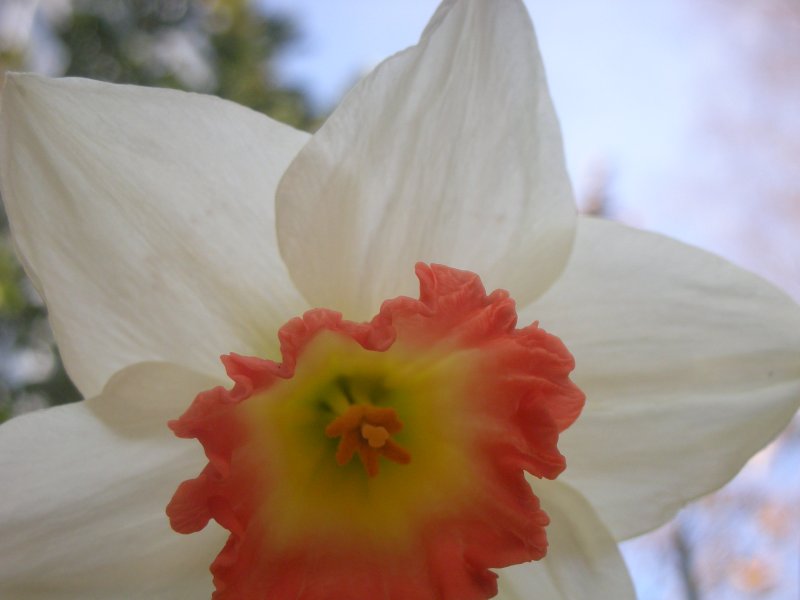[daffodil+small.JPG]