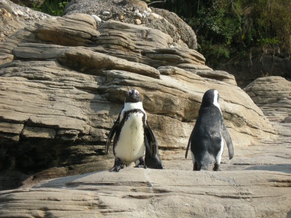 [black-footed+penguins.JPG]
