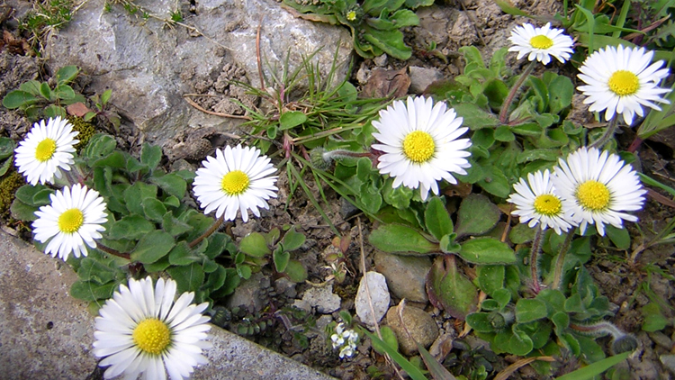 [14+daisies+in+the+stepping+stones.jpg]