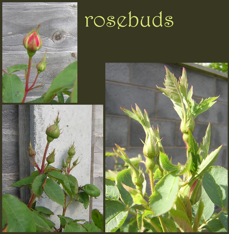 [rosebuds.jpg]