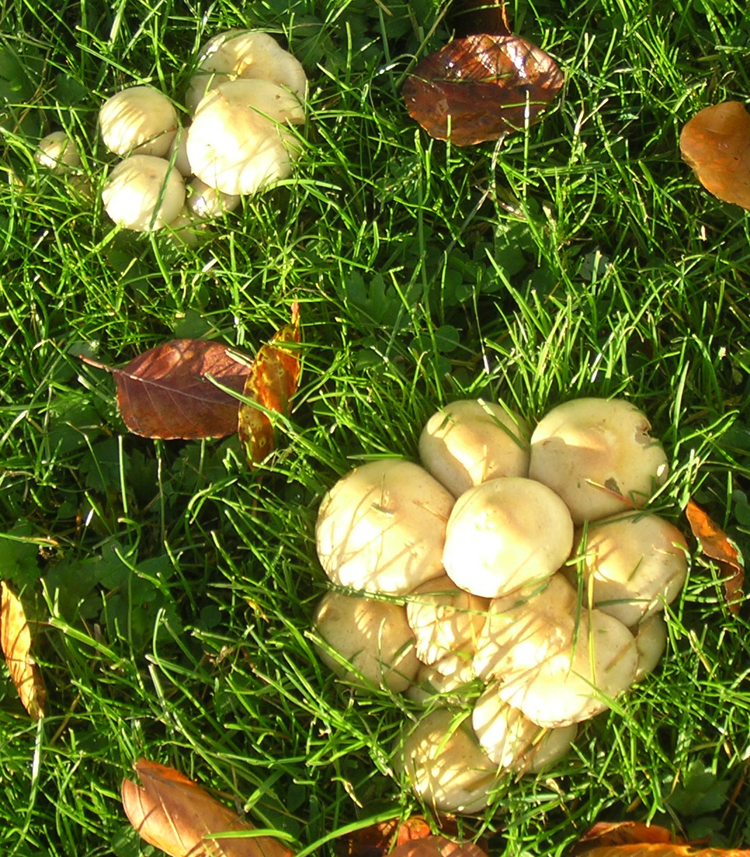 [mushrooms3.jpg]
