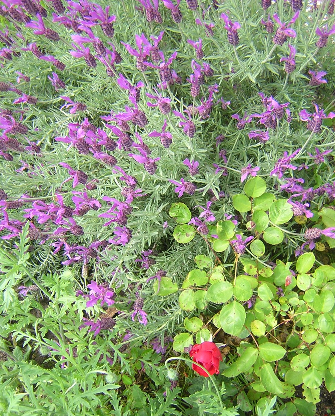 [lavendar+and+rose.jpg]