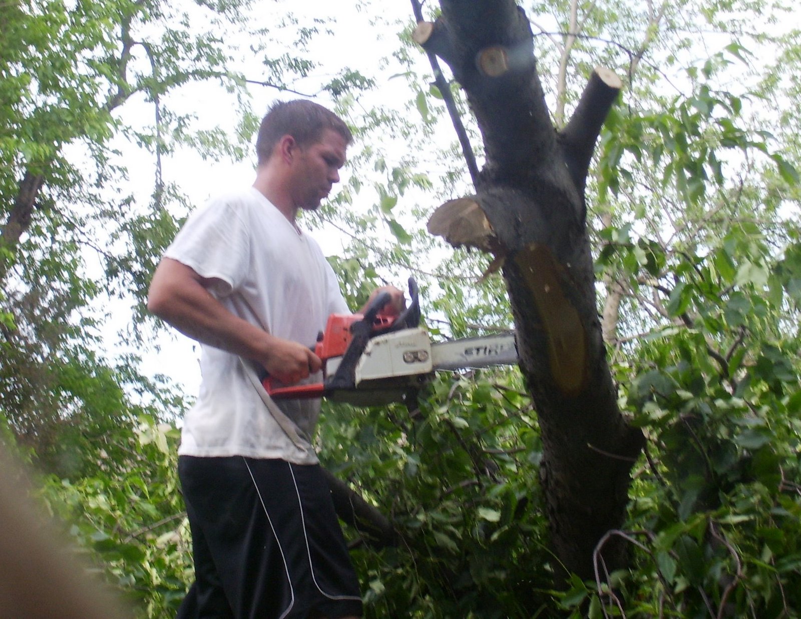 [tree+cutter+with+chain+saw.JPG]