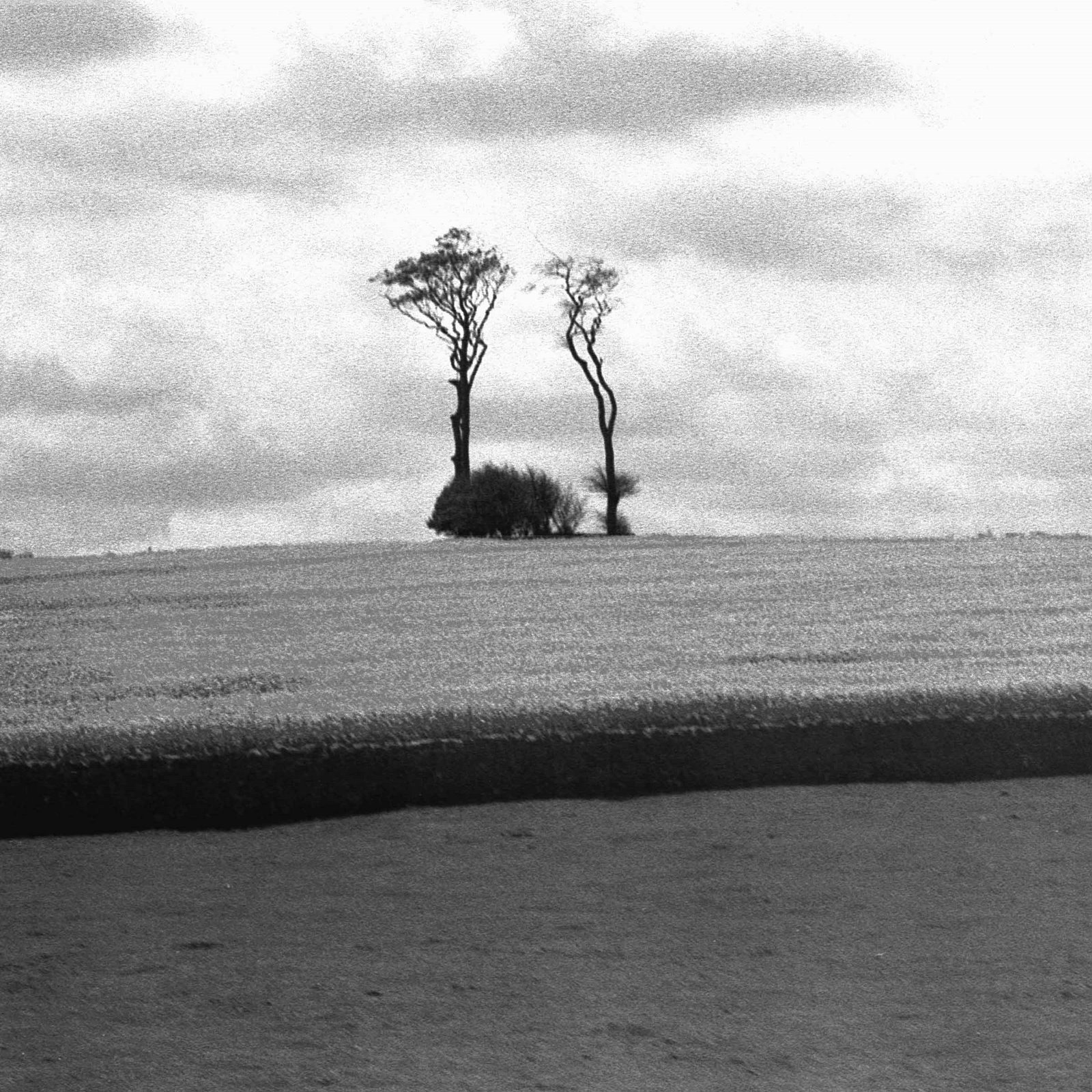[Two-Trees-in-Field-for-Cove.jpg]