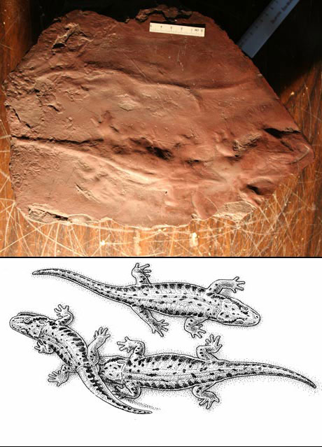 [amphibian-fossil.jpg]