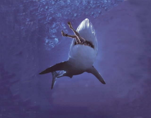 [Shark-Attack-1.jpg]