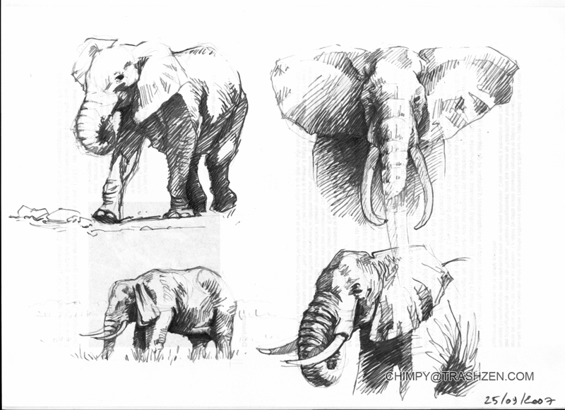 [elephants+recherches+2.jpg]