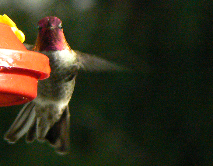 [Anna's+Hummingbird+male.jpg]
