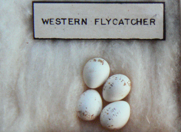[Wes+Batterson's+Western+Flycatcher+eggs.jpg]