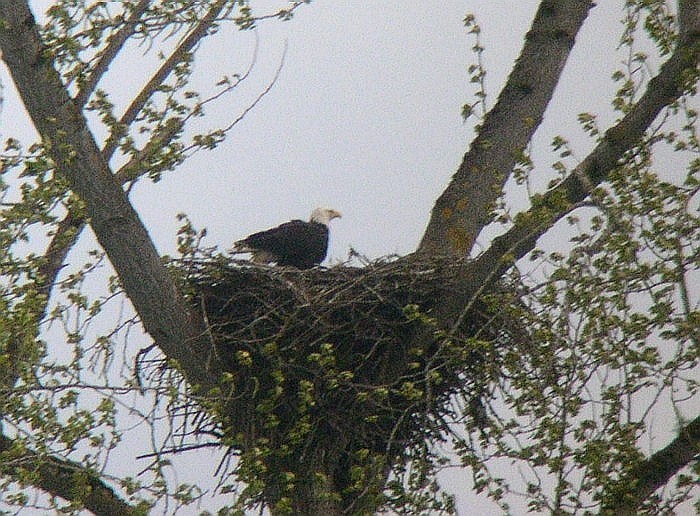 [Bald+Eagle+on+nest_Apr7_07.jpg]
