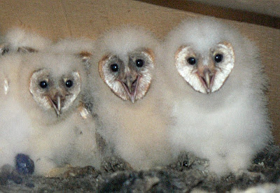 Pictures Baby Owls on The Flycatcher  Barn Owl Babies