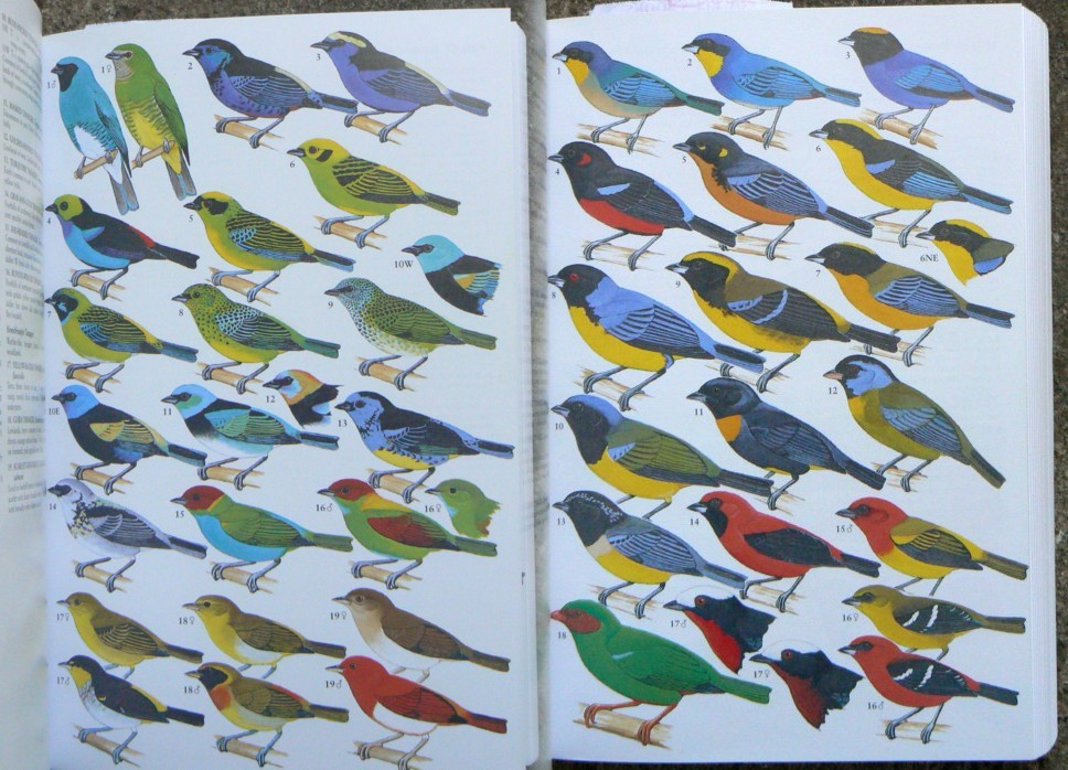 [Tanagers+&+more+Tanagers.jpg]