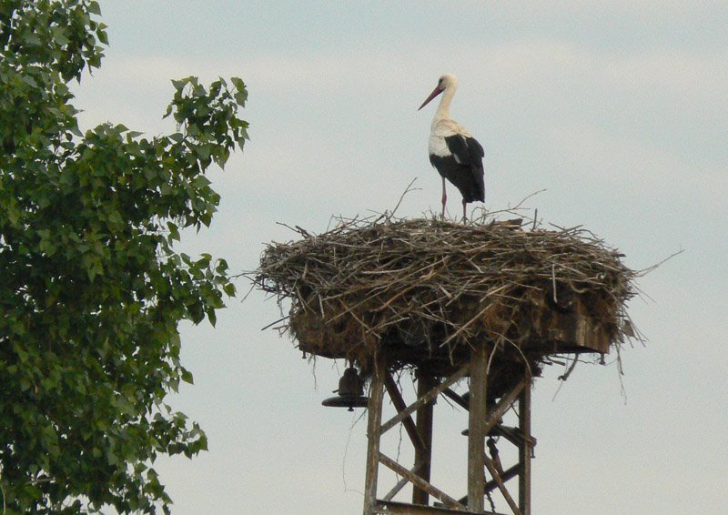 [White+Stork+nest.jpg]