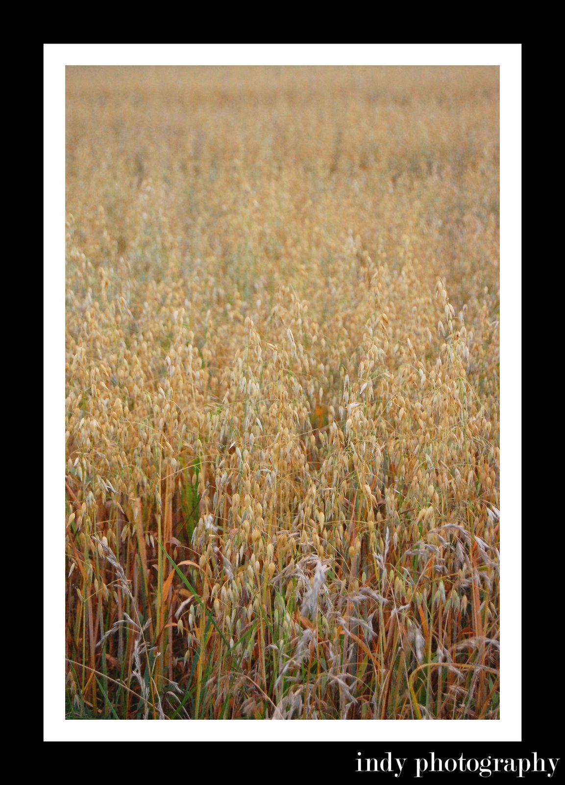 [Wheat+Field.jpg]