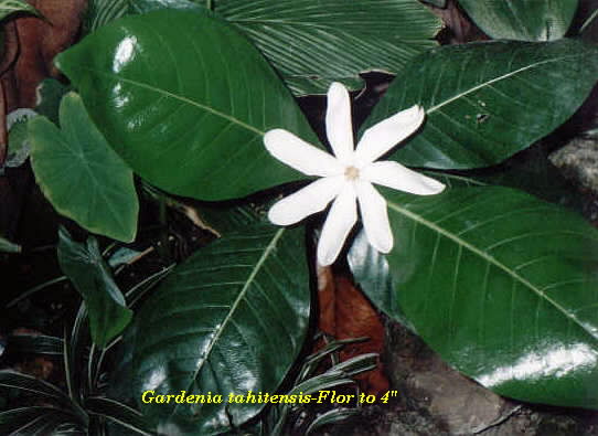 [Gardenia_tahitensis__Flor_and_plant.jpg]