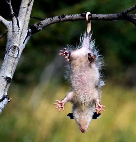 [opossum2.jpg]