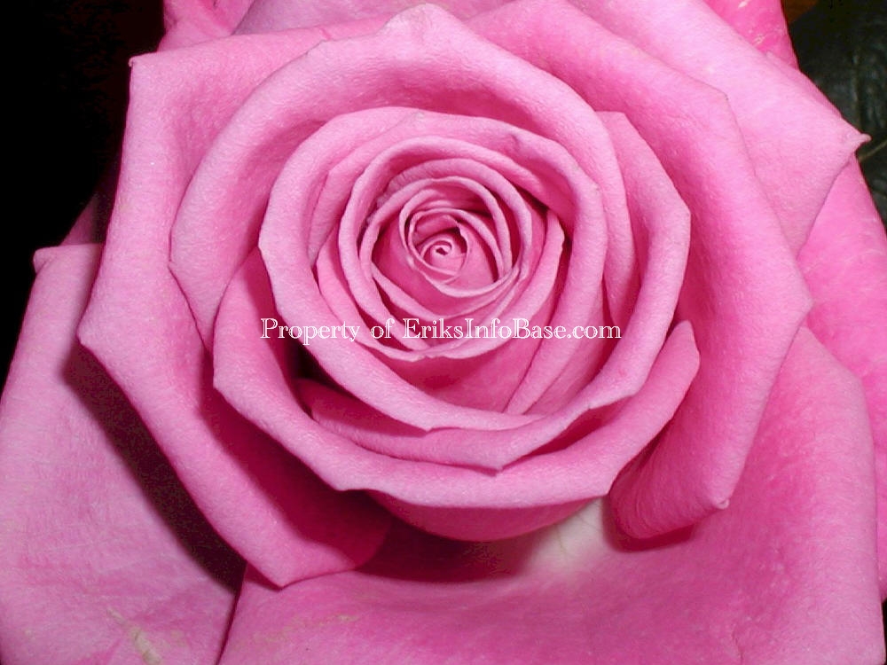 [Valentines+valentine's+day+pink+Rose+close+up+romantic.jpg]