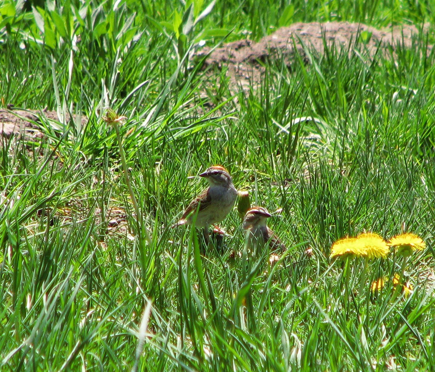 [Chipping+Sparrow.5.08+(3).JPG]