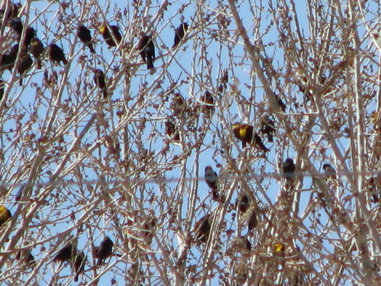 [Yellow-headed+Blackbirds.5.08.JPG]