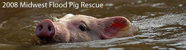 2008 Midwest Flood Pig Rescue