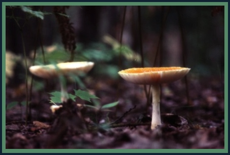 [Twin+Mushrooms+Blog+1.jpg]