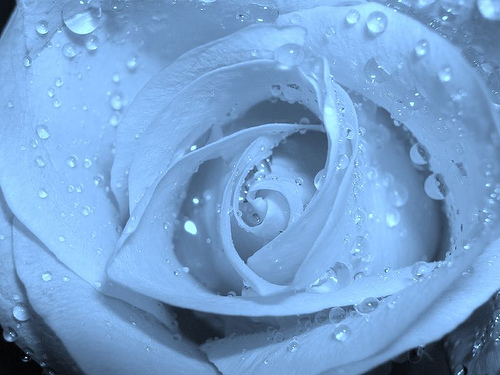 [blue+rose.jpg]