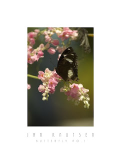 Buitterfly No. 1 by Photographer Jan Knutsen