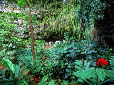 [1213562022_fern-grotto-kauai-hawaii.jpg]