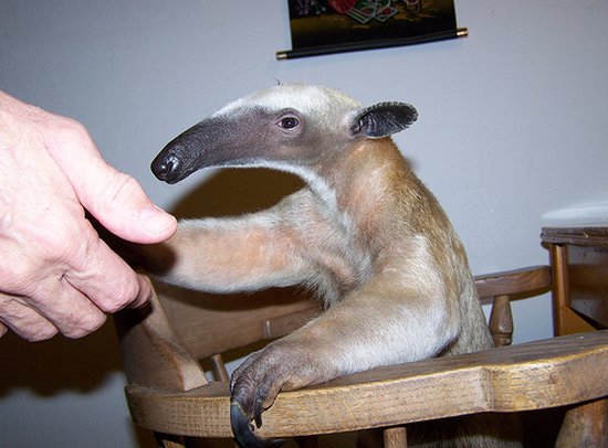 [anteater2.jpg]