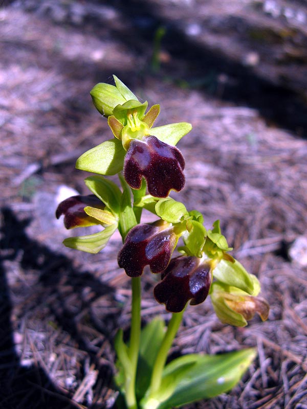 [Ophrys-fusca-1.jpg]