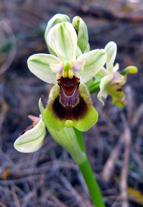 [Ophrys-tenthredenifera-4.jpg]