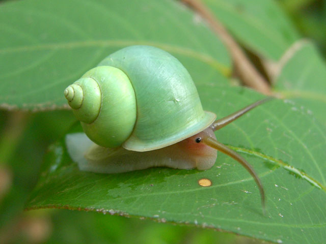 [green_snail.jpg]