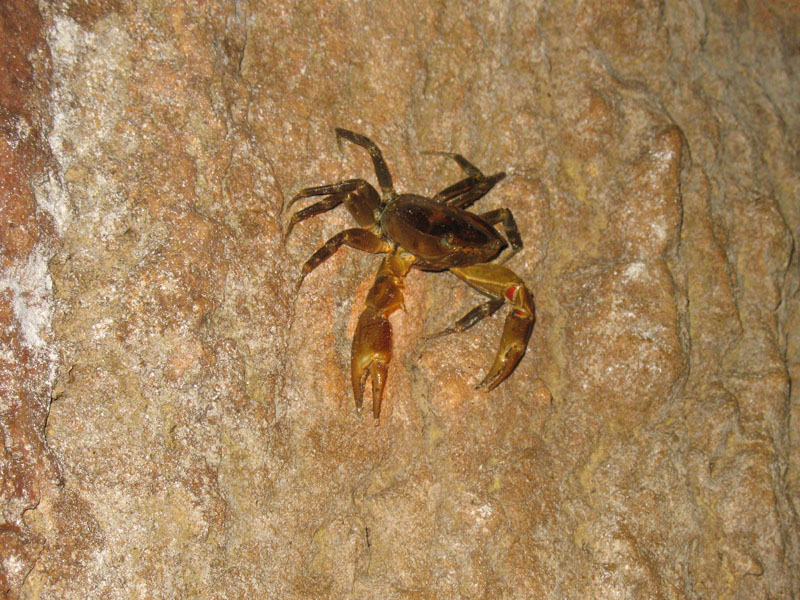 [erica-ridley_costa-rica_crab-cave.jpg]