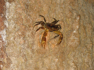 Erica Ridley in Costa Rica: crab at Venado caves