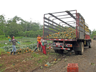 Erica Ridley in Costa Rica: Pineapple Truck