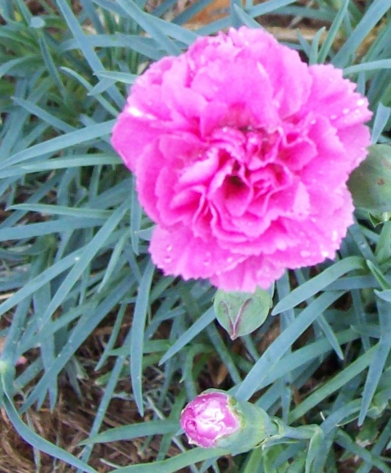 [pink+carnation.jpg]